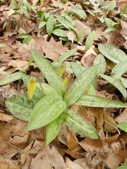 Erythronium americanum