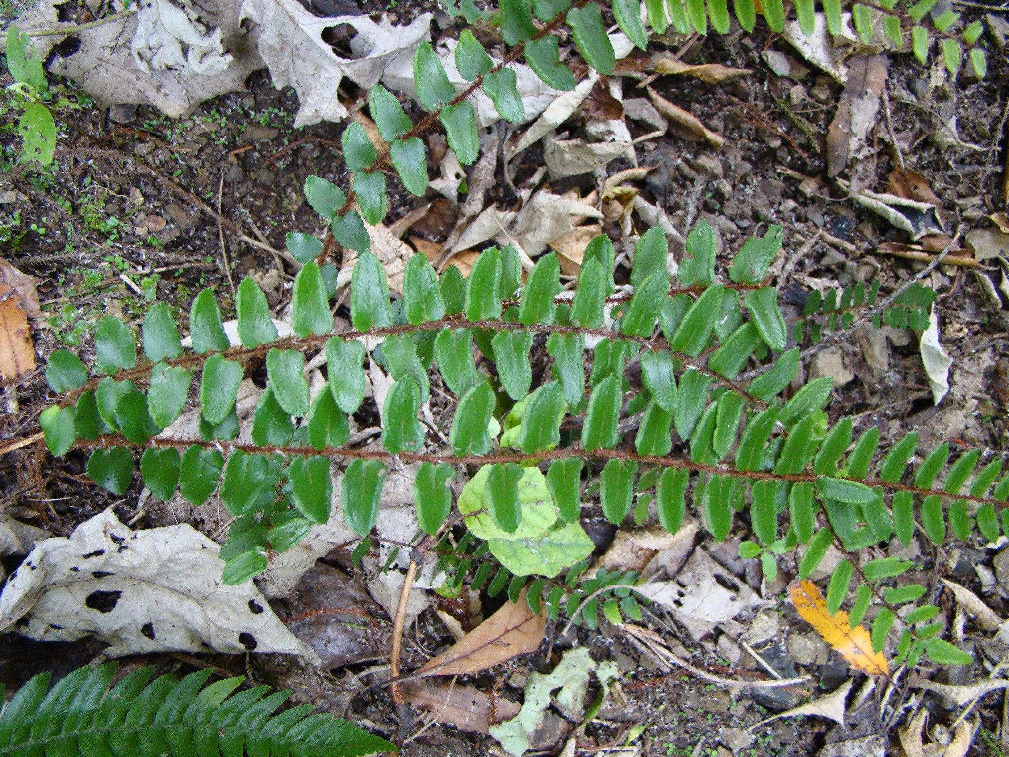 Pellaea rotundifolia image