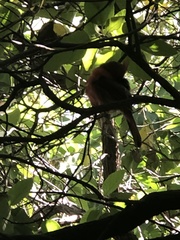 Cardinalis