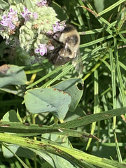 Bombus impatiens