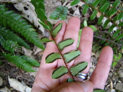 Pellaea rotundifolia