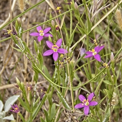 Zeltnera calycosa