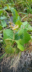 Alloispermum