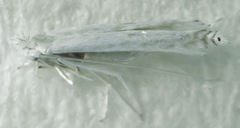 Stegommata sulfuratella