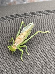 Orchelimum gladiator