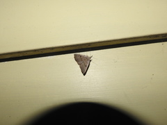 Zanclognatha laevigata