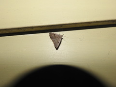 Zanclognatha laevigata