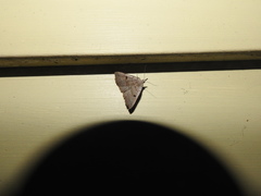 Zanclognatha laevigata