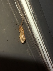 Platycentropus radiatus