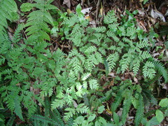 Pteris macilenta