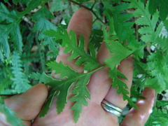 Pteris macilenta