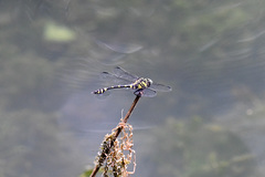 Ictinogomphus pertinax