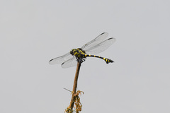 Ictinogomphus pertinax