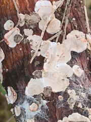 Stereum sanguinolentum