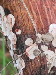 Stereum sanguinolentum