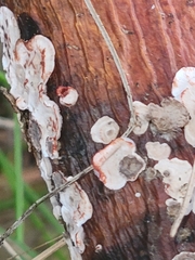 Stereum sanguinolentum