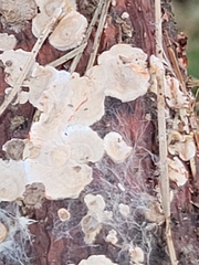 Stereum sanguinolentum