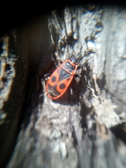 Pyrrhocoris apterus