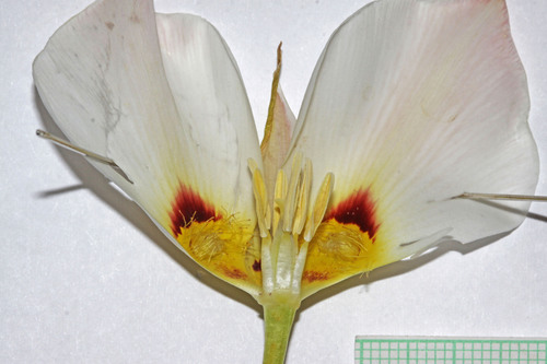 Sego Lily