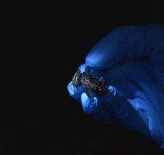 Eleutherodactylus leprus