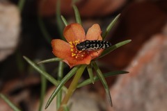 Acmaeodera solitaria