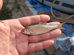 Rutilus lacustris