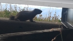 Marmota caligata