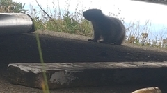 Marmota caligata