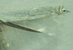 Stegommata sulfuratella