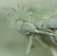 Stegommata sulfuratella