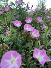 Convolvulus arvensis