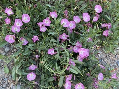 Convolvulus arvensis