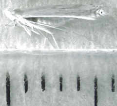 Stegommata sulfuratella