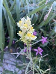 Linaria vulgaris