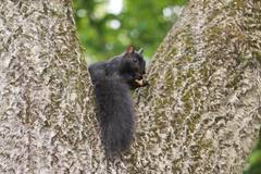Sciurus carolinensis