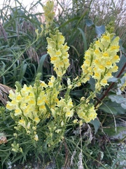 Linaria vulgaris