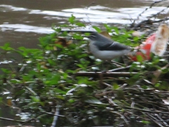 Motacilla clara