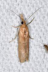 Macrorrhinia endonephele