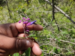 Salvia semiatrata
