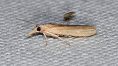 Macrorrhinia endonephele