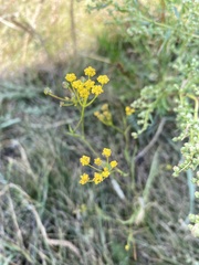 Bupleurum bicaule