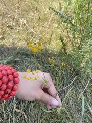Bupleurum bicaule