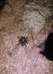 Papuaneon