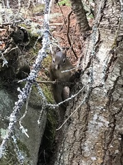 Tamiasciurus hudsonicus regalis