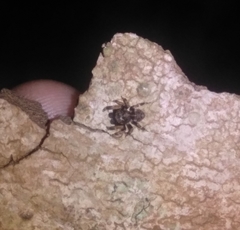Papuaneon