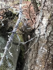 Tamiasciurus hudsonicus regalis