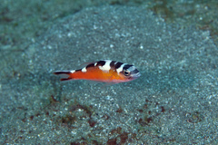 Serranus tabacarius