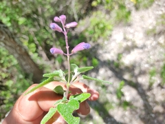 Salvia semiatrata