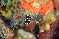 Smooth Trunkfish