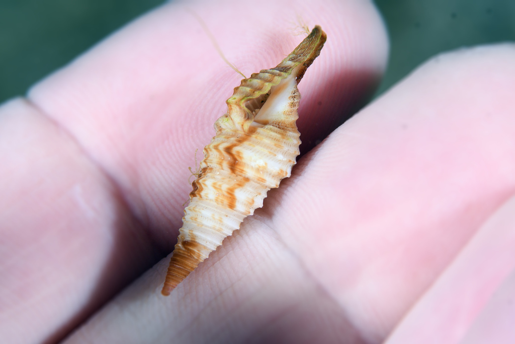 Polystira florencae